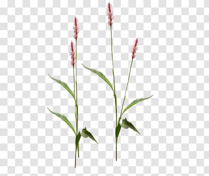 Flower Stem - Pedicel - Pale Smartweed Plant Transparent PNG