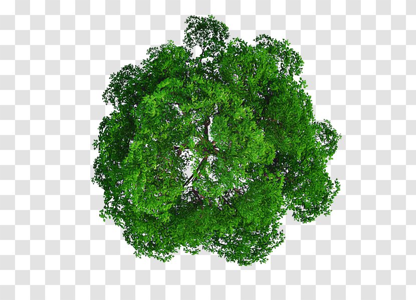 Green Leaf Plant Grass Tree - Flower Mineral Transparent PNG