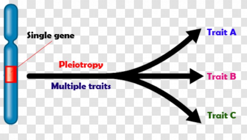 Pleiotropy Genetics Phenotype Biology Transparent PNG
