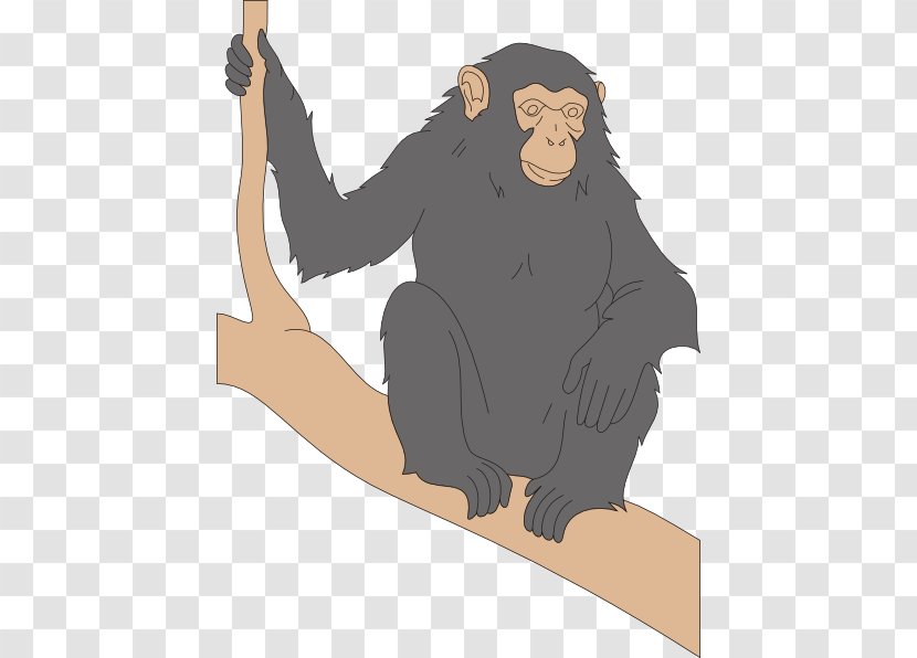 Chimpanzee Primate Stone Pine Taxonomic Rank Taxonomy - Biology - Cliparts Transparent PNG
