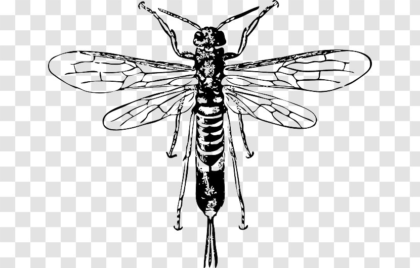 Hornet Bee Insect Horntail Clip Art - Great Black Wasp - Flat Propaganda Transparent PNG