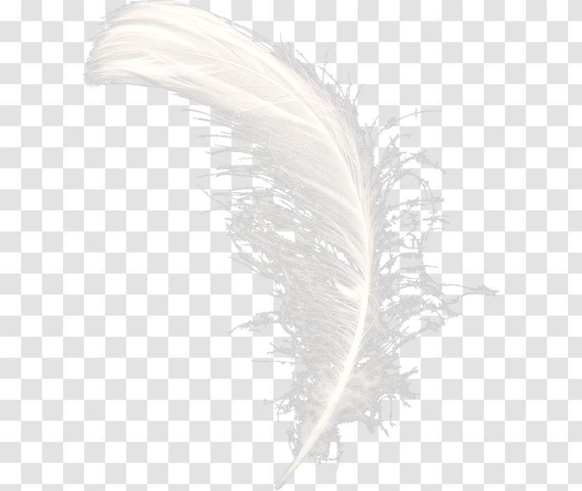 Feather Clip Art Advertising Russia - Liveinternet - May 5 Transparent PNG