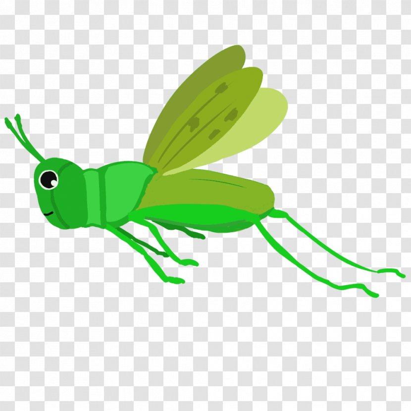 Insect Caelifera Chinese Grasshopper Clip Art - Fly Transparent PNG