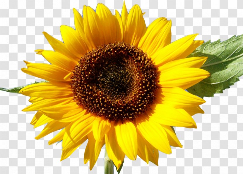 Stock Photography Common Sunflower Royalty-free Desktop Wallpaper - Annual Plant - Flower Transparent PNG