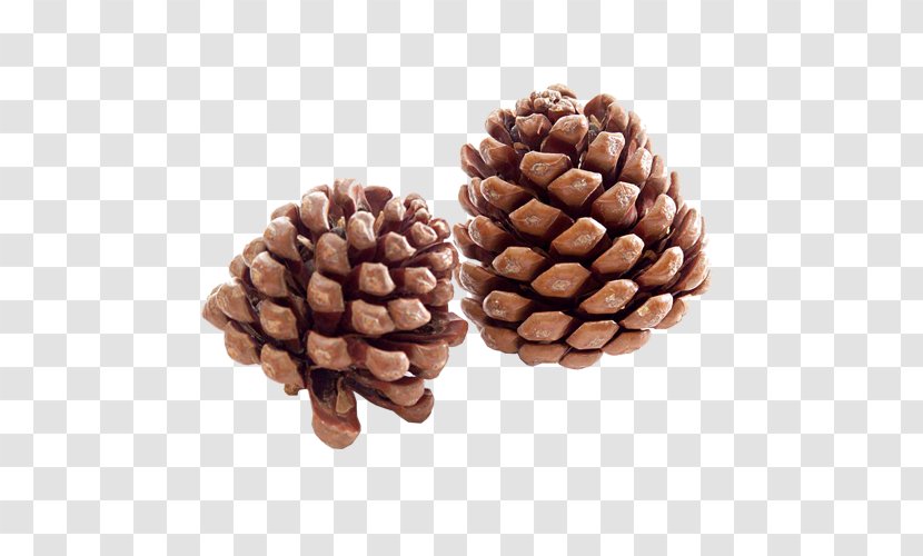 Lacebark Pine Pinus Massoniana Conifer Cone Armandii Flower - Price - Brown Transparent PNG