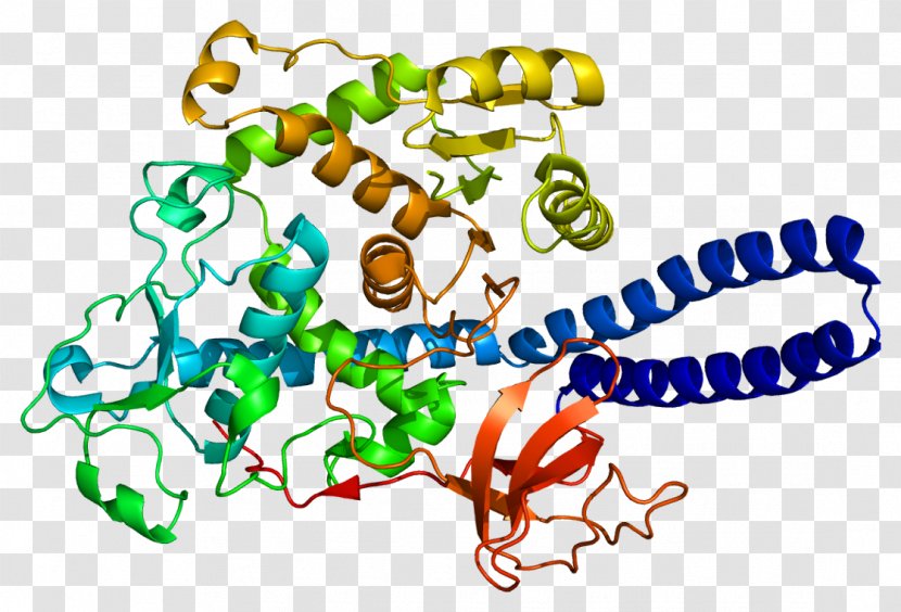 FUT8 Fucosyltransferase Protein FUT2 Fucosylation - Watercolor - Flower Transparent PNG
