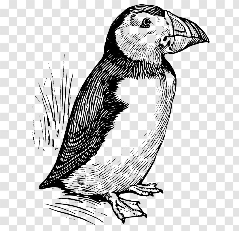 Atlantic Puffin The Line Art Clip - Artwork Transparent PNG