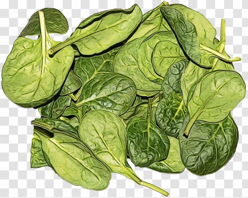 Leaf Vegetable Food Spinach Plant - Vegetarian - Tatsoi Transparent PNG