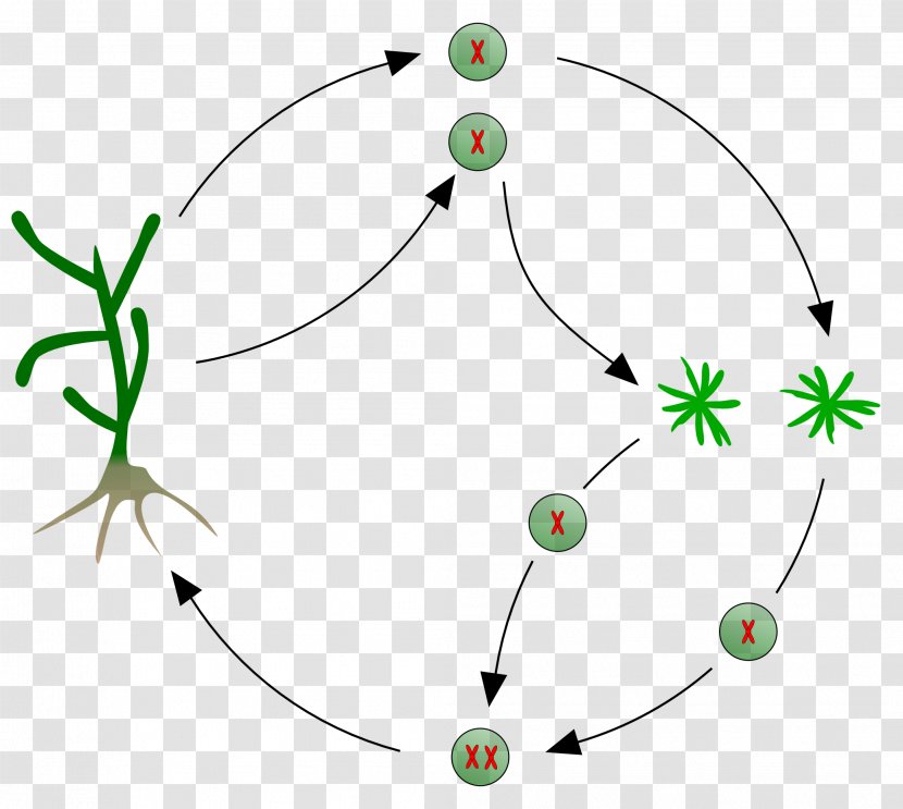 Kelp Algae Biological Life Cycle Multicellular Organism Reproduction - Isogamy - Source Of Transparent PNG