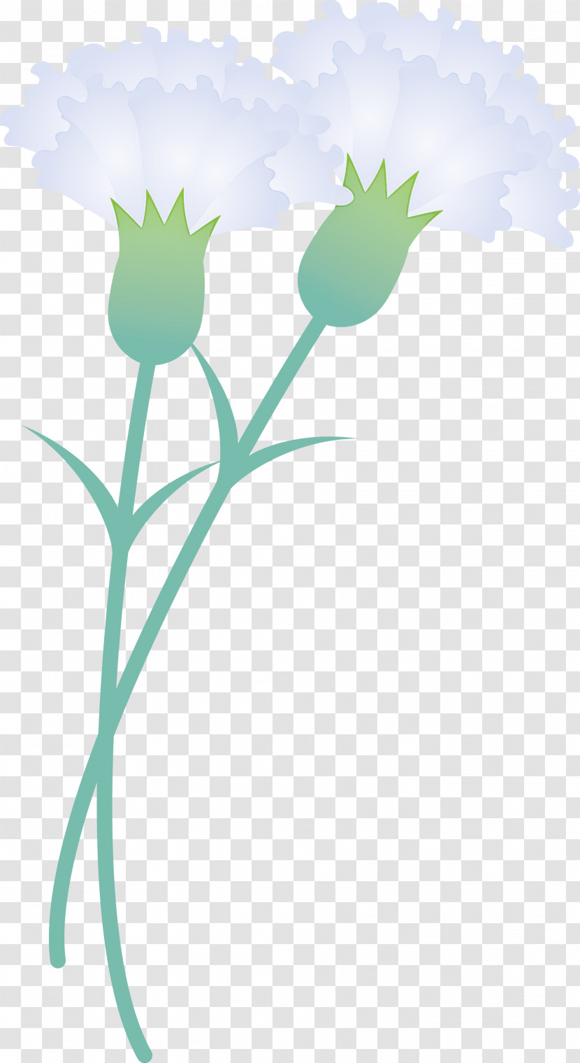 Mothers Day Carnation Mothers Day Flower Transparent PNG