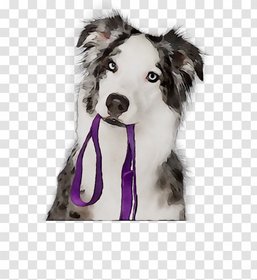 Dog Breed Border Collie Puppy Companion Leash - Carnivore Transparent PNG