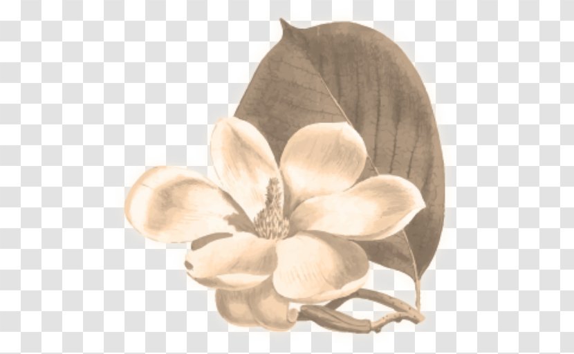 Flower Yulan Magnolia Botany Botanical Illustration Chinese - Stock Photography Transparent PNG