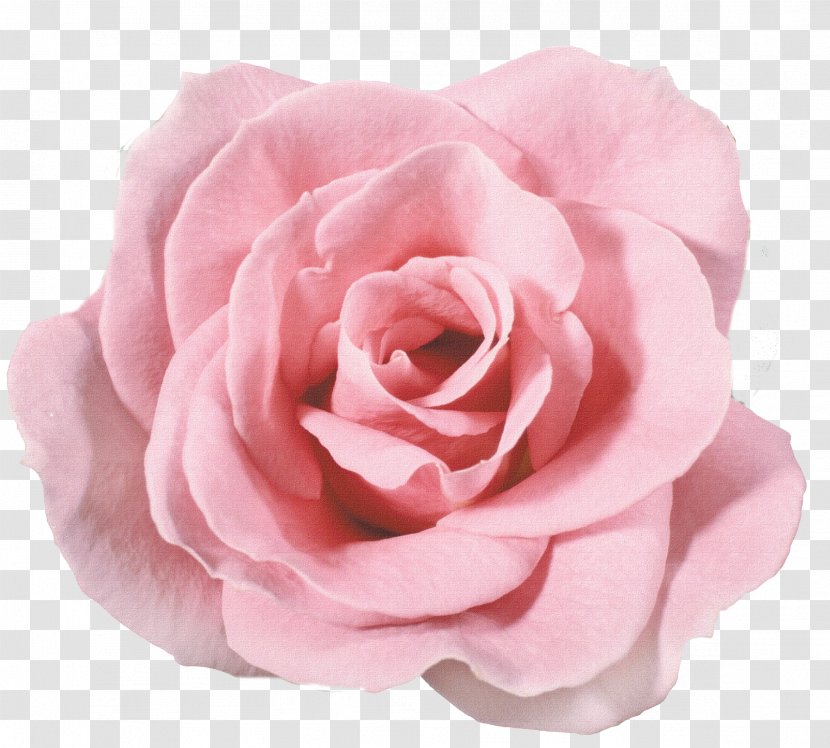 Garden Roses Still Life: Pink Flower - Beach Rose Transparent PNG