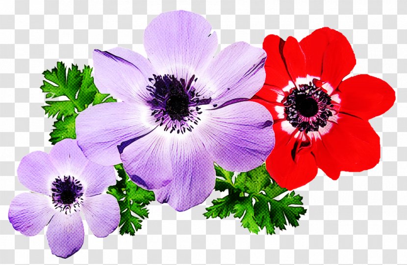 Violet Flower - Family - Geranium Wildflower Transparent PNG
