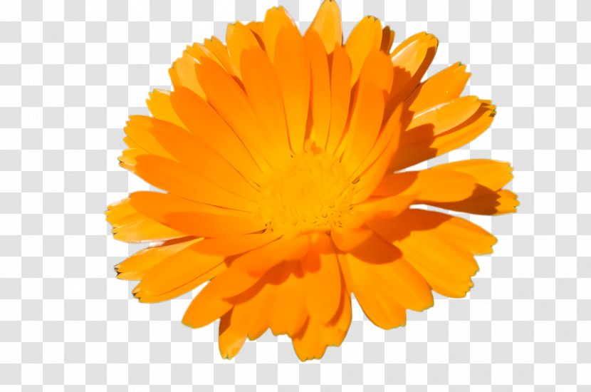 Drawing Of Family - English Marigold - Perennial Plant Daisy Transparent PNG