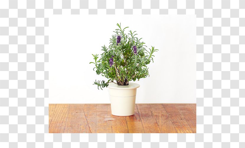 English Lavender Plant Hyssop Shrub Garden - Herb Transparent PNG
