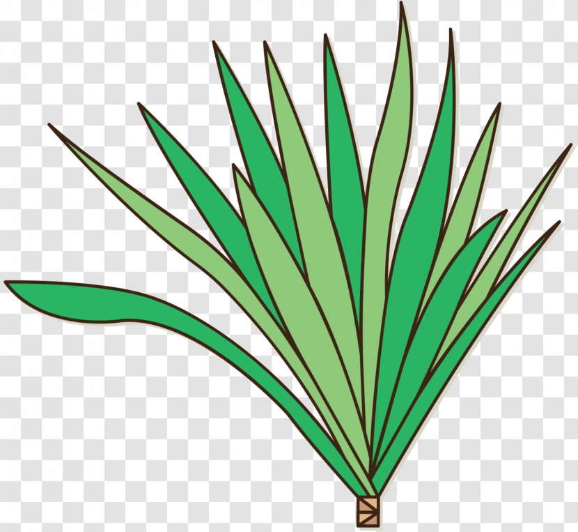 Leaf Plant Stem Line Tree Plants - Grass - Flower Transparent PNG