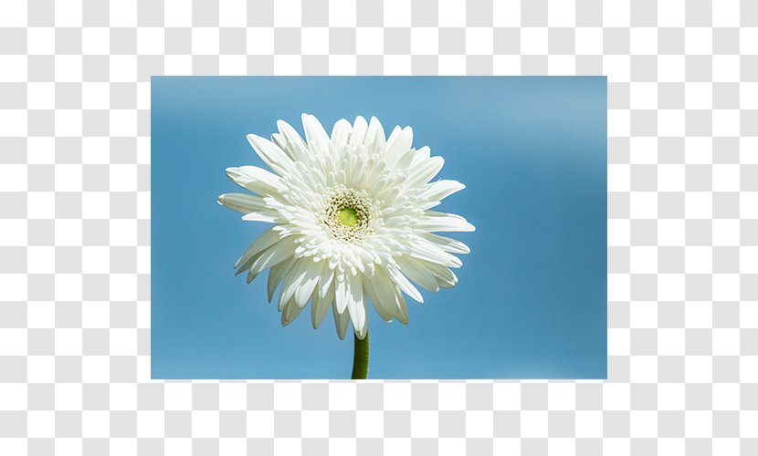 Common Daisy Transvaal Chrysanthemum Oxeye Flower Transparent PNG