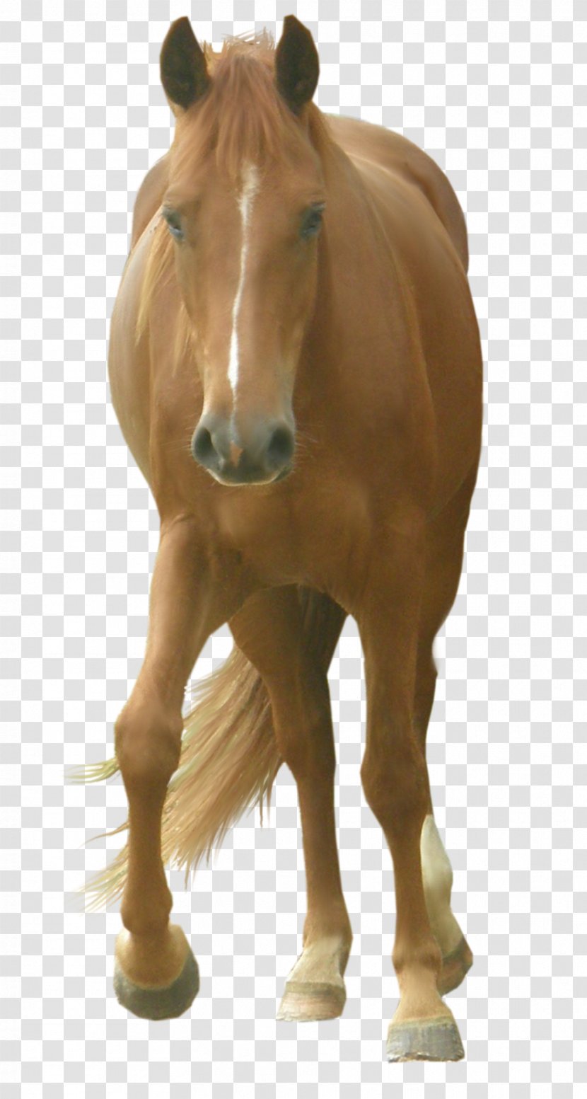 Horse PhotoScape Clip Art - Deviantart - 3d Dog Transparent PNG