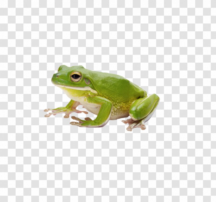Common Frog Amphibian Tadpole - External Fertilization Transparent PNG