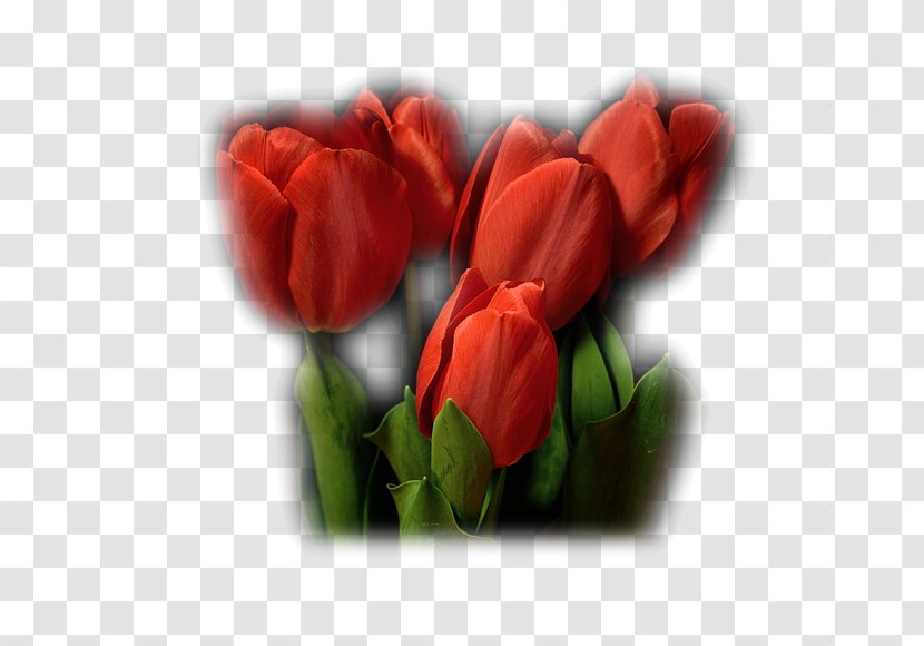 Tulip Garden Roses Cut Flowers Bud Petal - Flower Transparent PNG