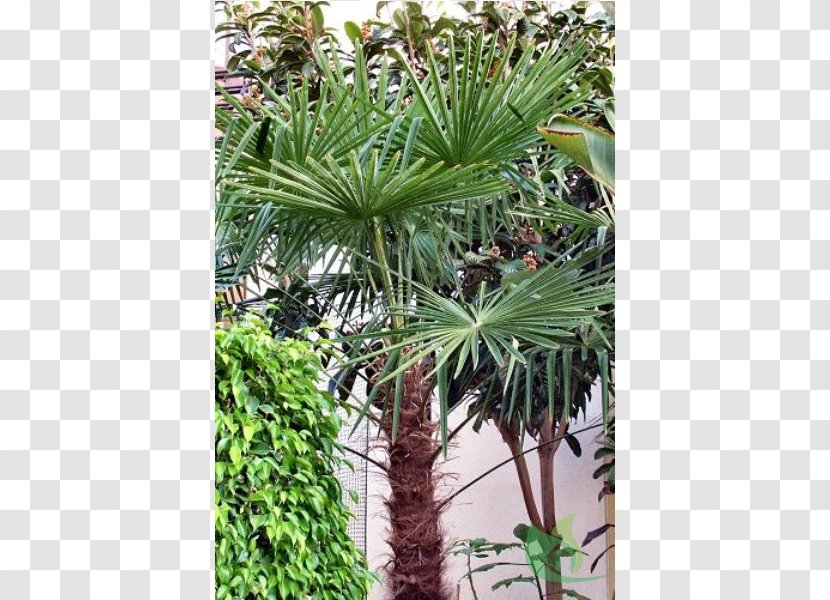 Asian Palmyra Palm Arecaceae Canoas Garden Center Saw Palmetto Trachycarpus - Oil Palms - Martianus Transparent PNG