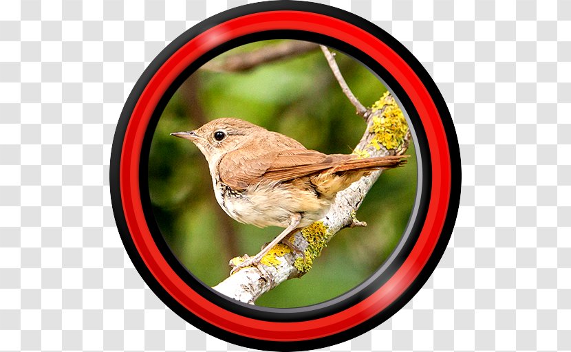 Android Application Package 1-5 Bird Software - Nightingale Transparent PNG