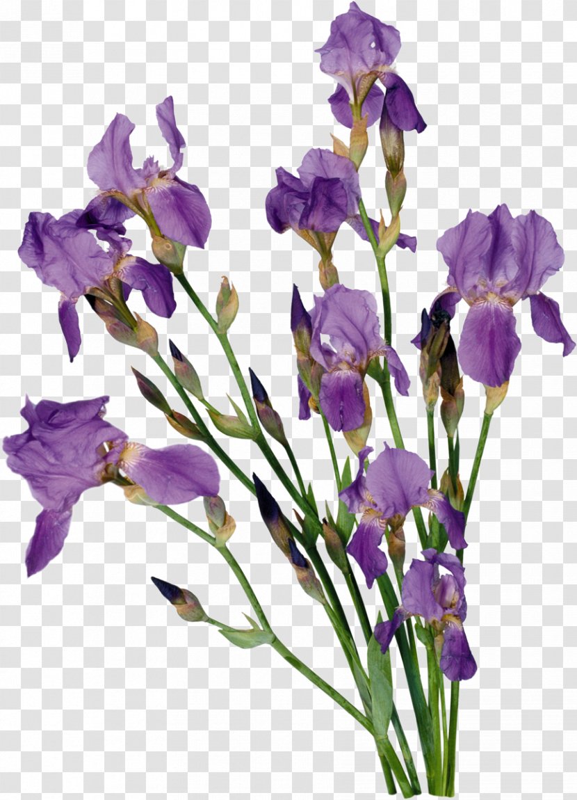 Flower Bouquet Clip Art - Petal - Iris Transparent PNG