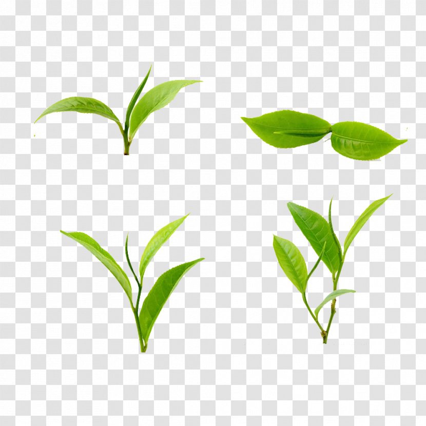 Tea Green Leaf Food - Branch Transparent PNG