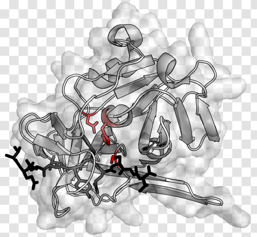 Enzyme Protease Pancreas Amylase Elastase - Chemical Element - Astatine Transparent PNG