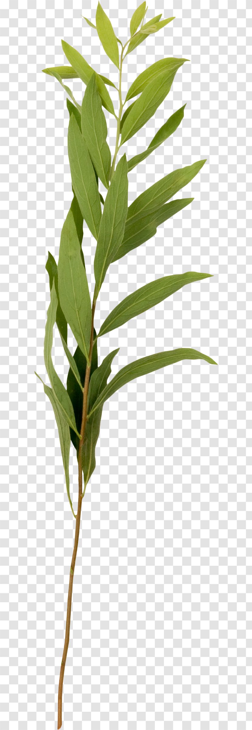 Photography Plant Collage Yandex Search - Greenery Transparent PNG