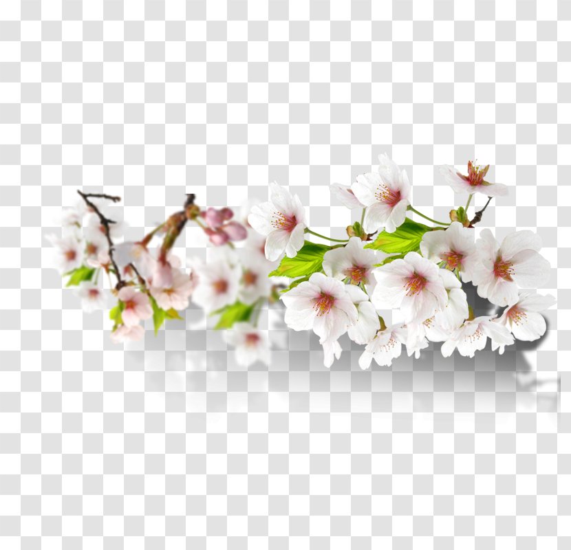 Floral Design - Twig - Attractive Diagram Transparent PNG