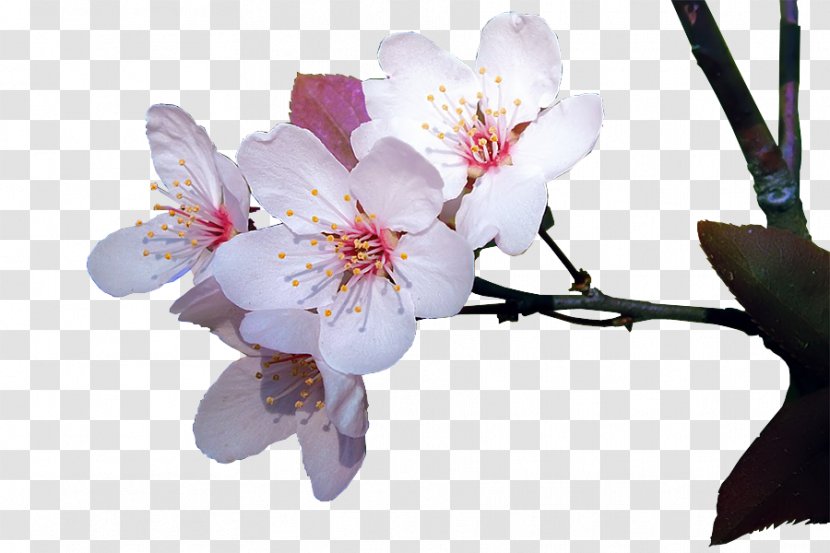 Cherry Blossom ST.AU.150 MIN.V.UNC.NR AD Cherries Flowering Plant - Cosmos Transparent PNG