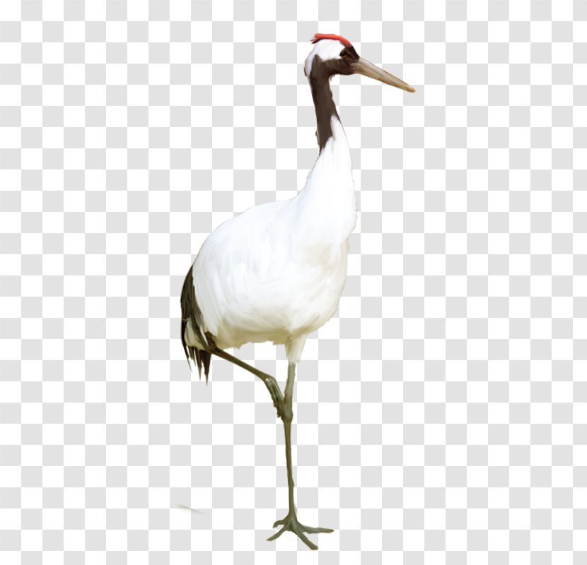 Cartoon Red-crowned Crane Silhouette Transparent PNG