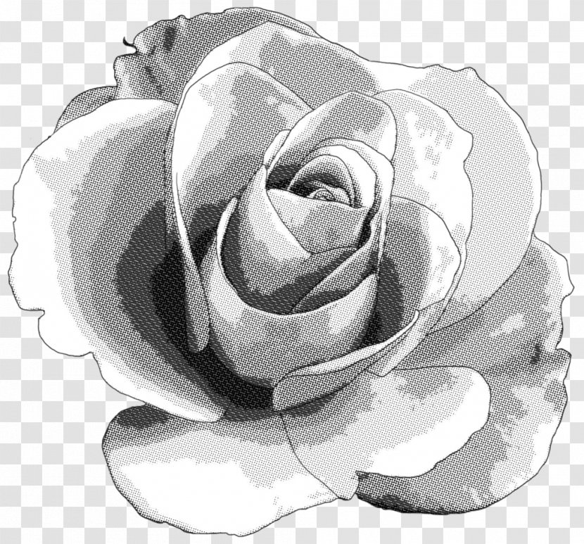 Centifolia Roses Monochrome Photography - White Rose Transparent PNG