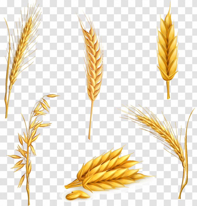 Vector Six Kinds Of Wheat - Food Grain - Royalty Free Transparent PNG