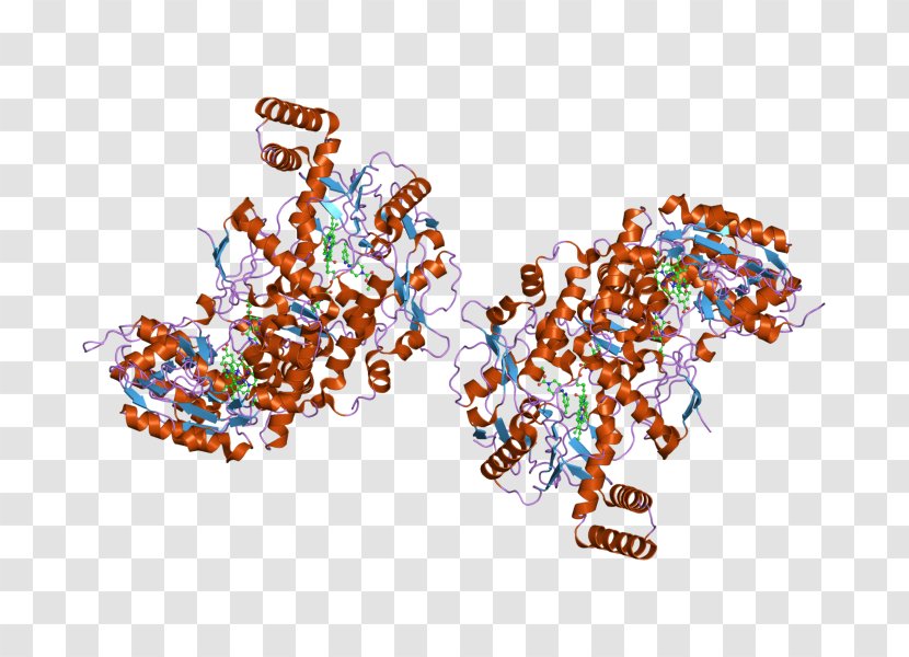 Glycogen Phosphorylase Glycogenolysis Enzyme Structural Classification Of Proteins Database - Tree - Cystathionine Beta Synthase Transparent PNG