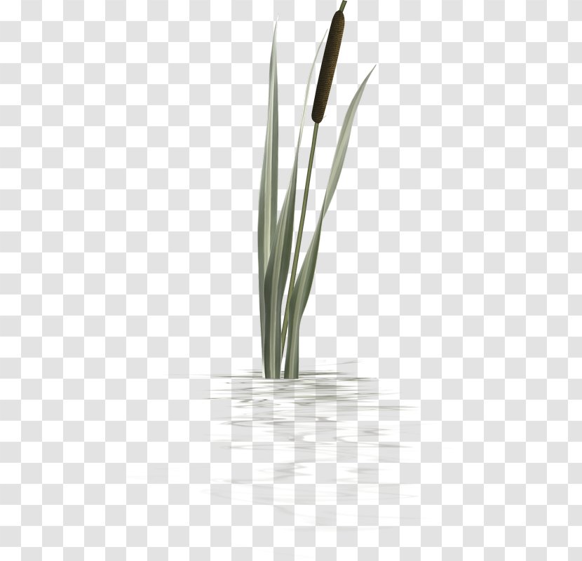 Flower Close-up Plant Stem - Grass - Lakeside Transparent PNG