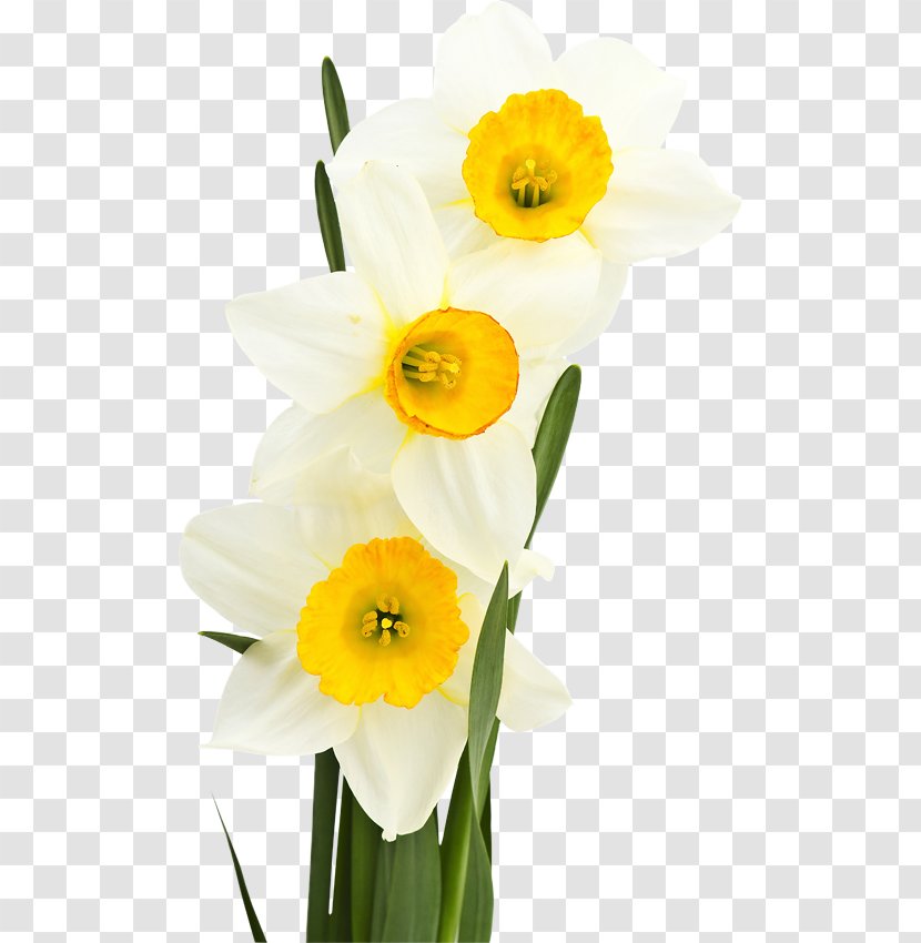 White Bunch-flowered Daffodil Yellow Green - Color - Flower Transparent PNG