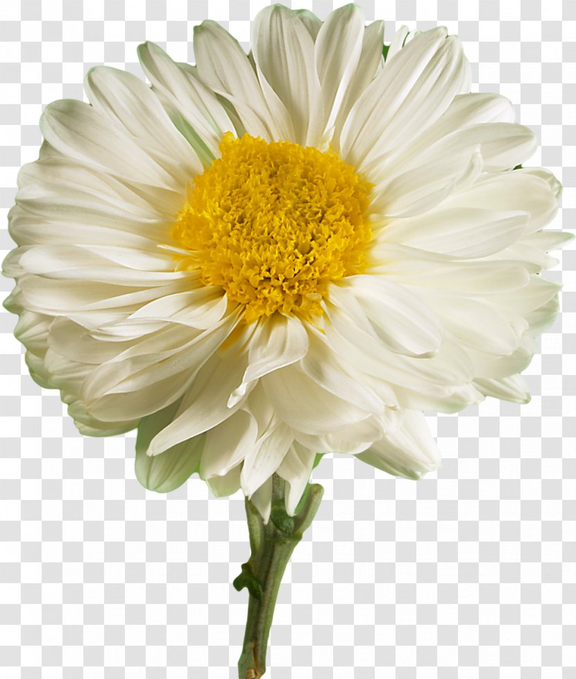 Flower Desktop Wallpaper White Petal UXGA - Wide Xga - Camomile Transparent PNG