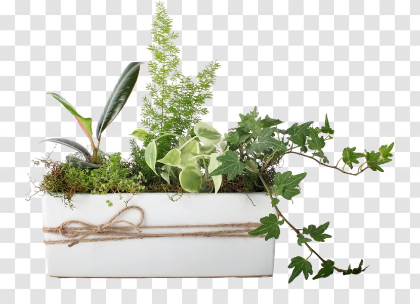 Herbalism Flowerpot Houseplant Fines Herbes - Potted Plants Transparent PNG
