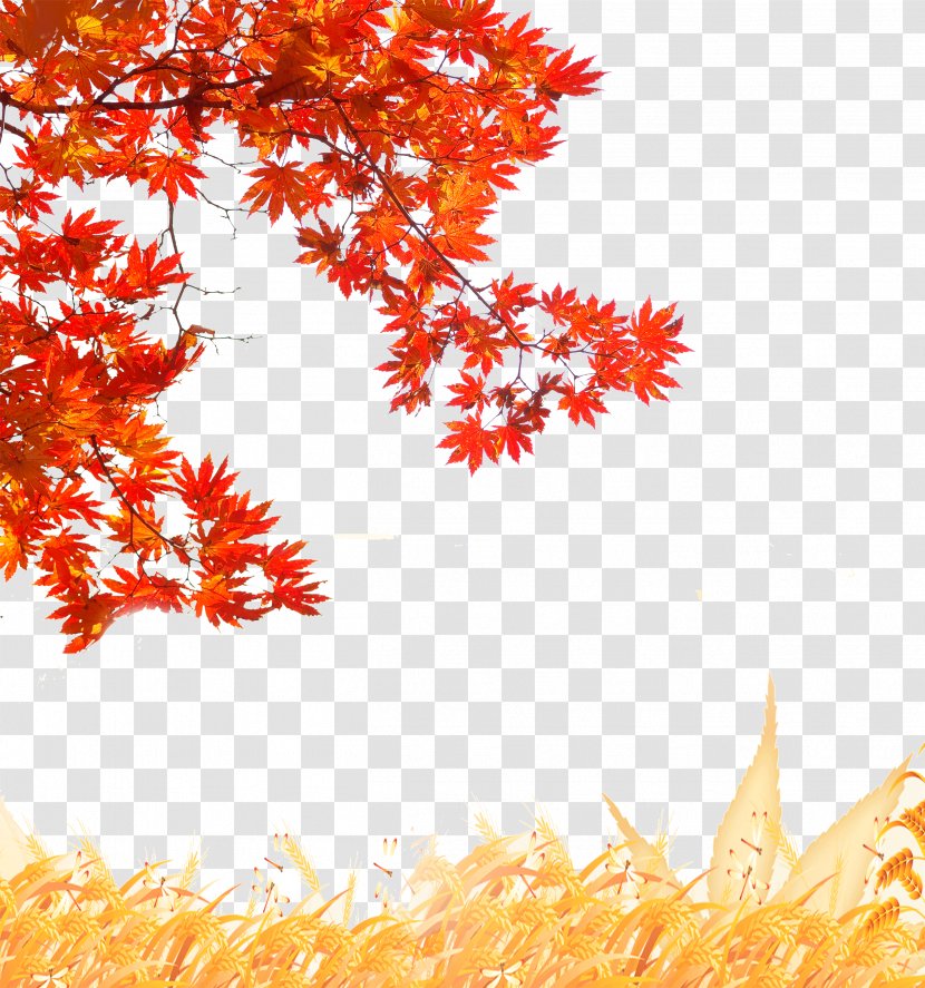 Creative Autumn - Petal - Orange Transparent PNG