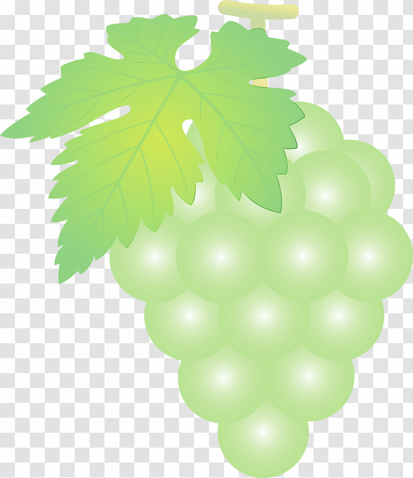 Grape Green Leaf Grapevine Family Seedless Fruit Transparent PNG