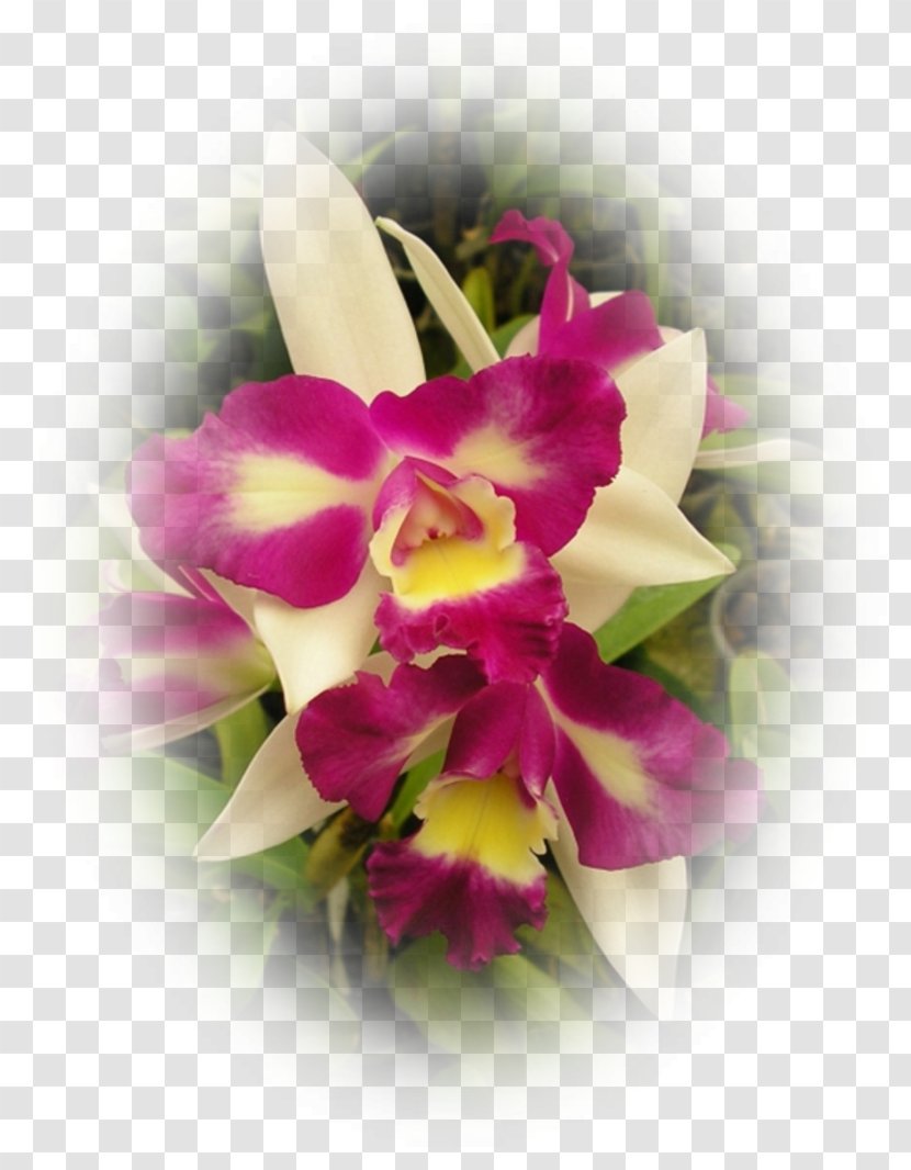 Cut Flowers Moth Orchids Floral Design Cattleya - Flower - Orchidea Transparent PNG