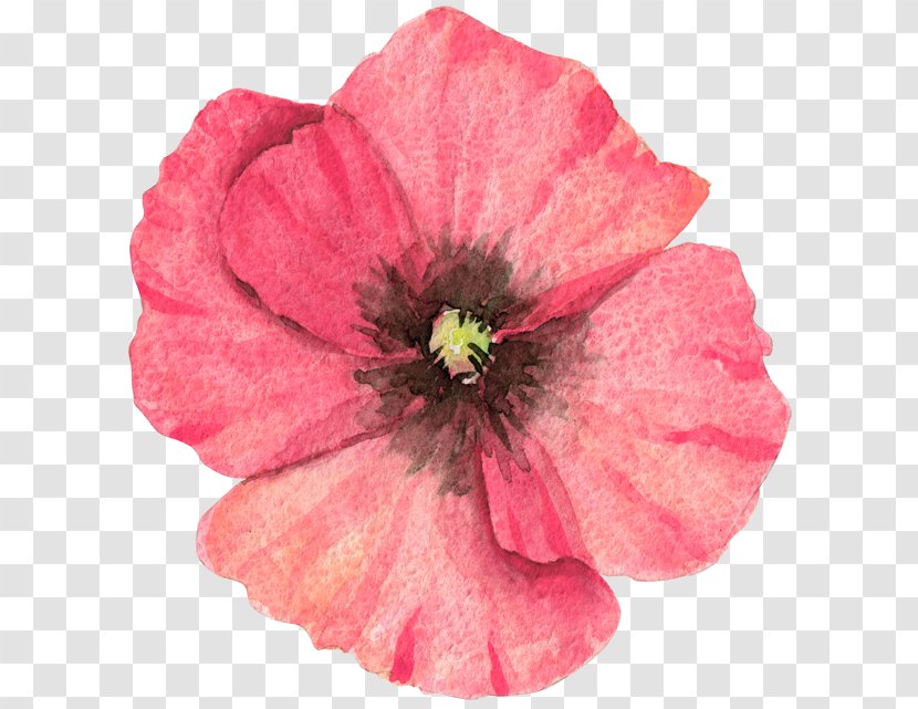 Flower Watercolor Painting - Poppy Family - Water Painted Flowers Transparent PNG