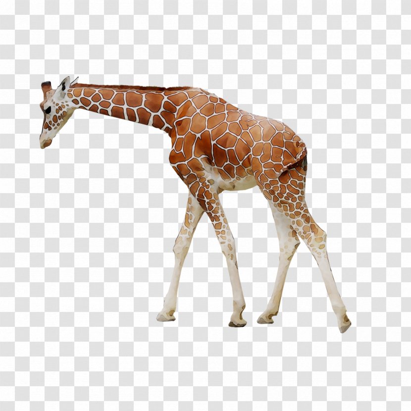 Giraffe /m/083vt Neck Fauna Terrestrial Animal - M083vt - Mammal Transparent PNG