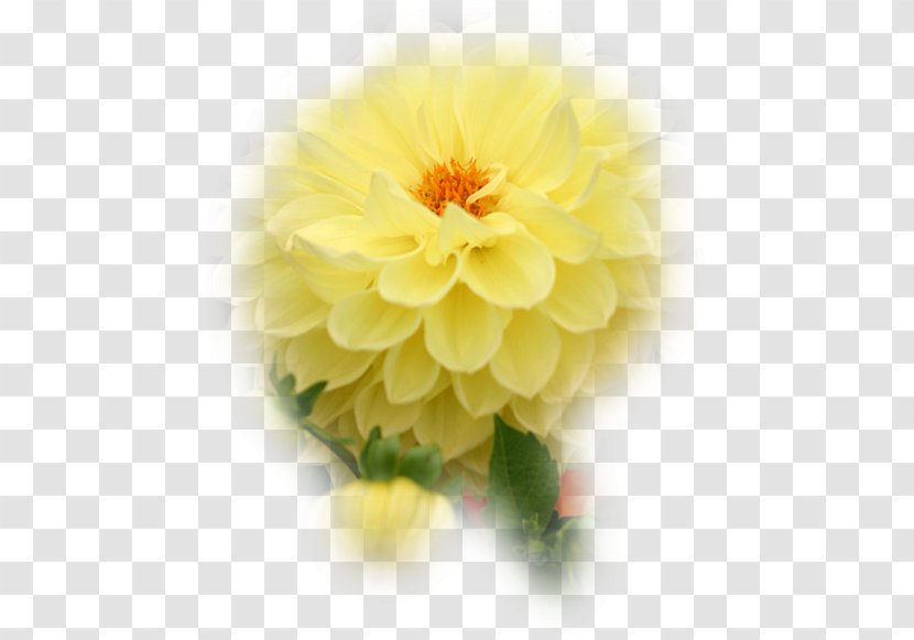 Floristry Dahlia Cut Flowers Petal - Religion - Flower Transparent PNG
