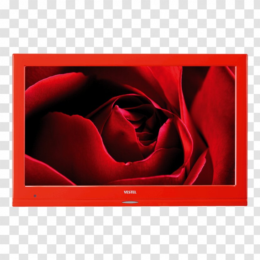 Red Display Device Television Color LED-backlit LCD - Petal - Tv LED Transparent PNG
