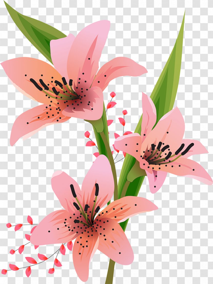 Lilium Flower - Pink - Lily Transparent PNG