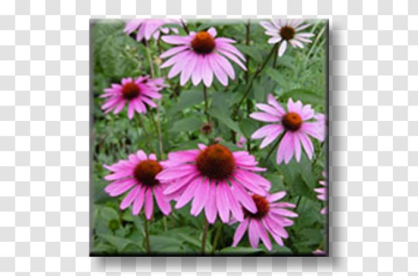 Aloe Vera Purple Coneflower Annual Plant The Pollinator Pathway - Aster Transparent PNG